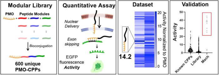 Pentelute Lab MIT | Pentelute Lab MIT - Research Page